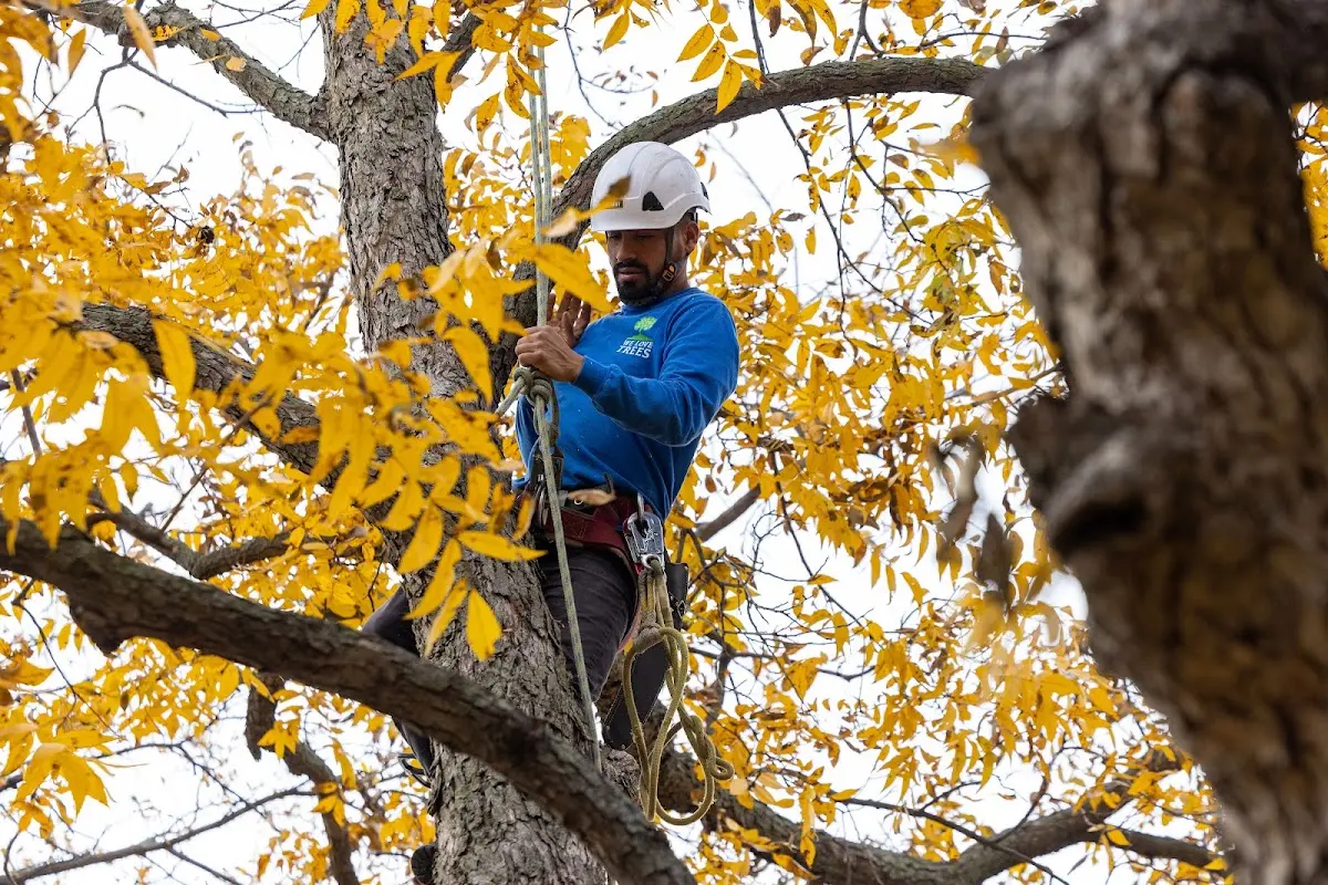 Skilled Tree Transplanting crew working in Bryant